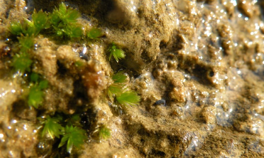 Forse Bryum sp... dalla riviera ligure